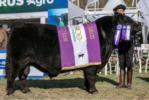 RES. GRAN CAMPEÓN NACIONAL DE PRIMAVERA. ANGUS OLAVARRÍA 2022