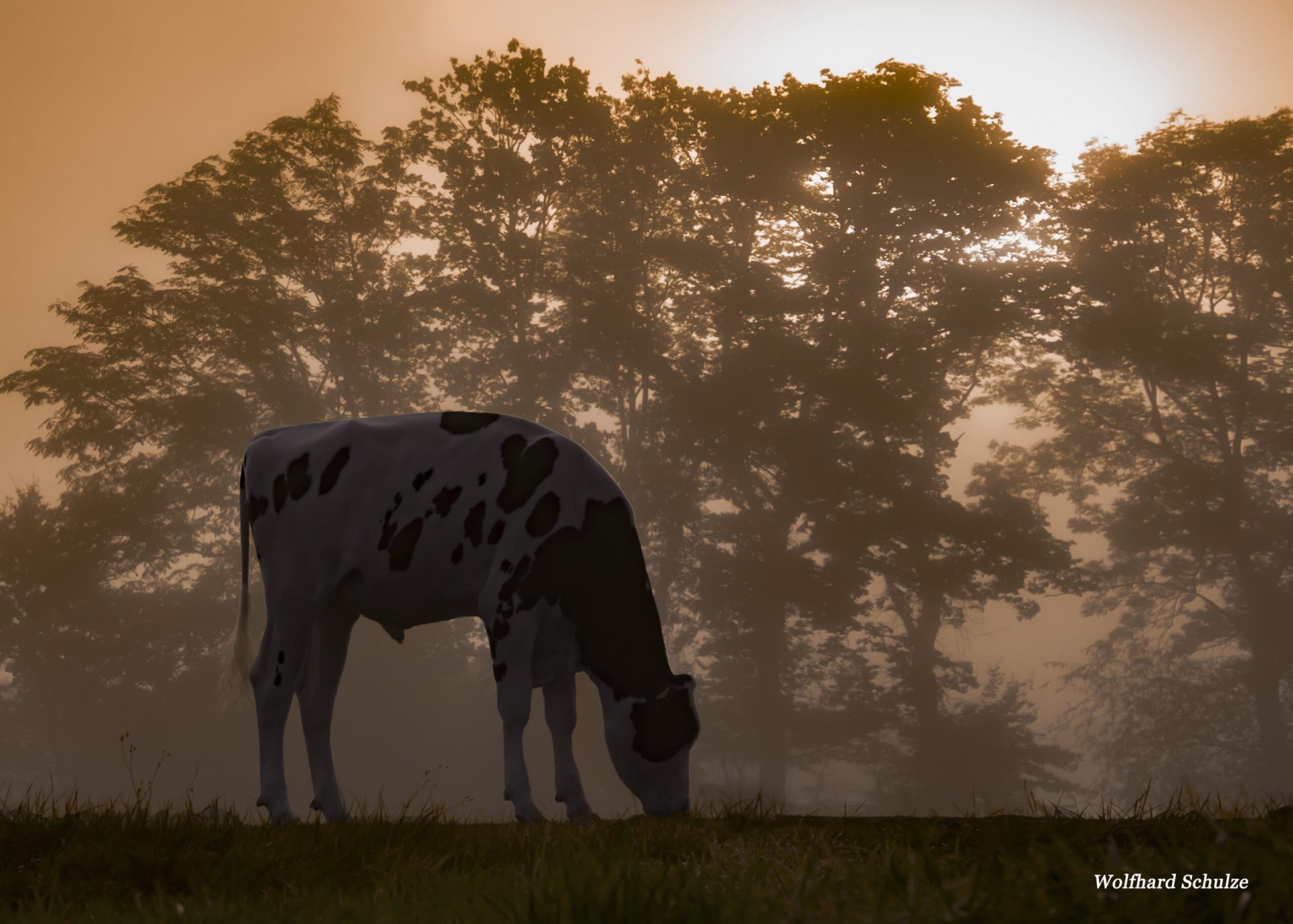 Estimación del valor reproductivo de abril los toros OHG muestran una